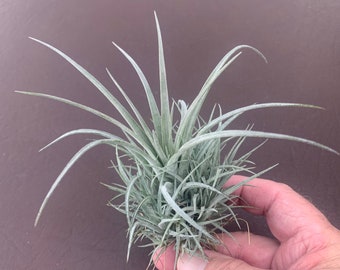 Tillandsia pringleyi - 3 grosses touffes