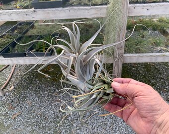 Tillandsia micans- From Peru