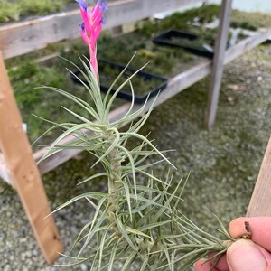 Tillandsia tenuifolia Forme ouverte image 2