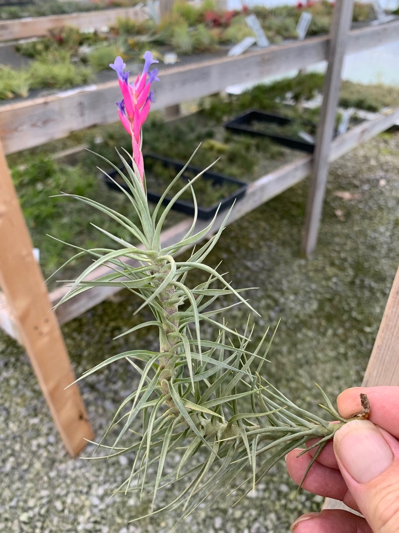 Tillandsia tenuifolia Forme ouverte image 2