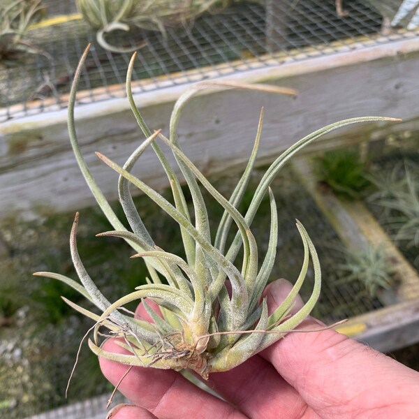 Tillandsia glabrior