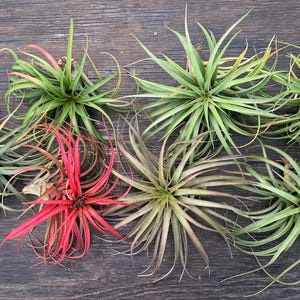 タ*ゥ様 T.loliacea Compact Good Clone SEEDL il_fullxfull.460564210_rkae.jpg