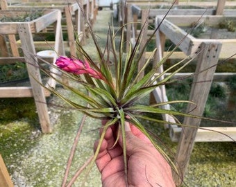 Tillandsia stricta "black tip"