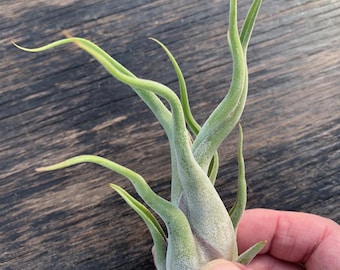 Tillandsia caput-medusae- Single Small Plants
