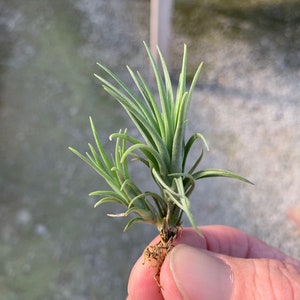 Tillandsia tenuifolia Bronze Tip image 4