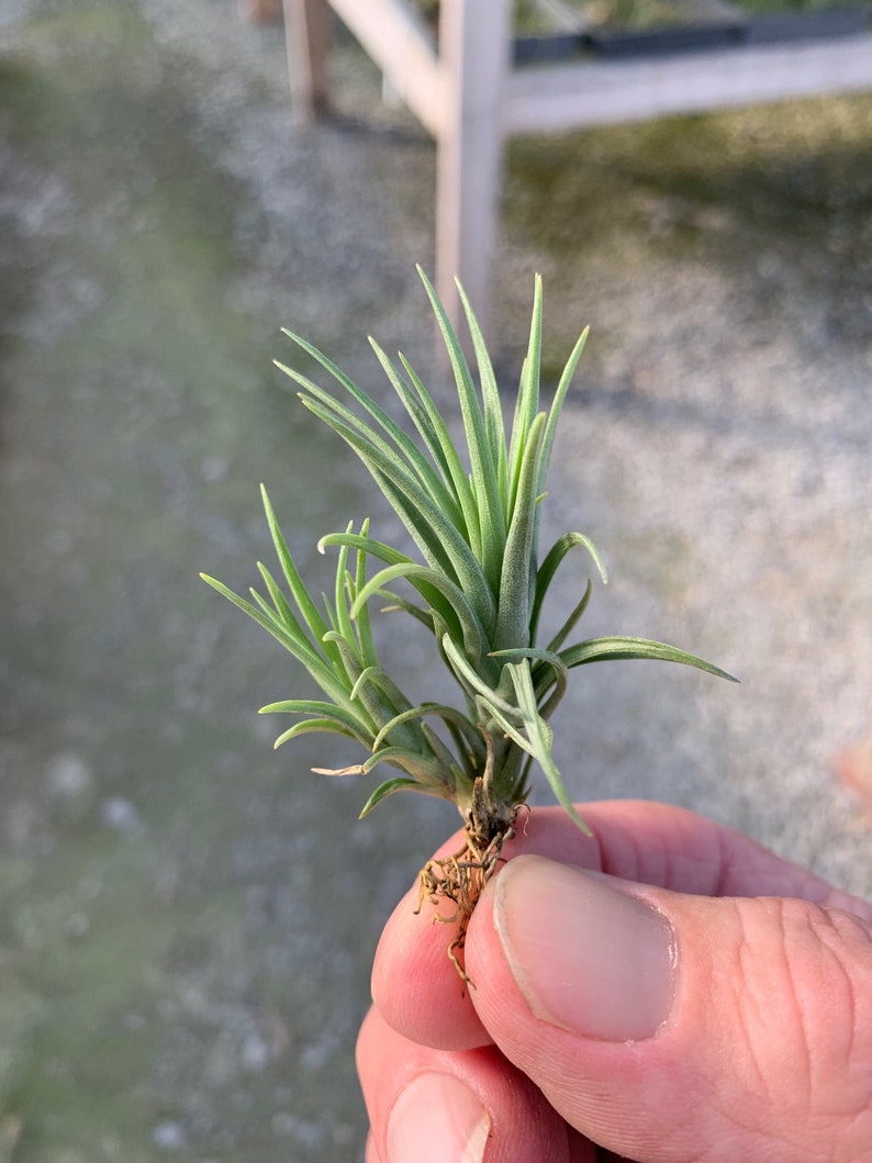 Tillandsia tenuifolia Bronze Tip image 4