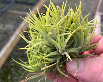 Tillandsia ionantha "Blue-eyed Druid"- Clumps