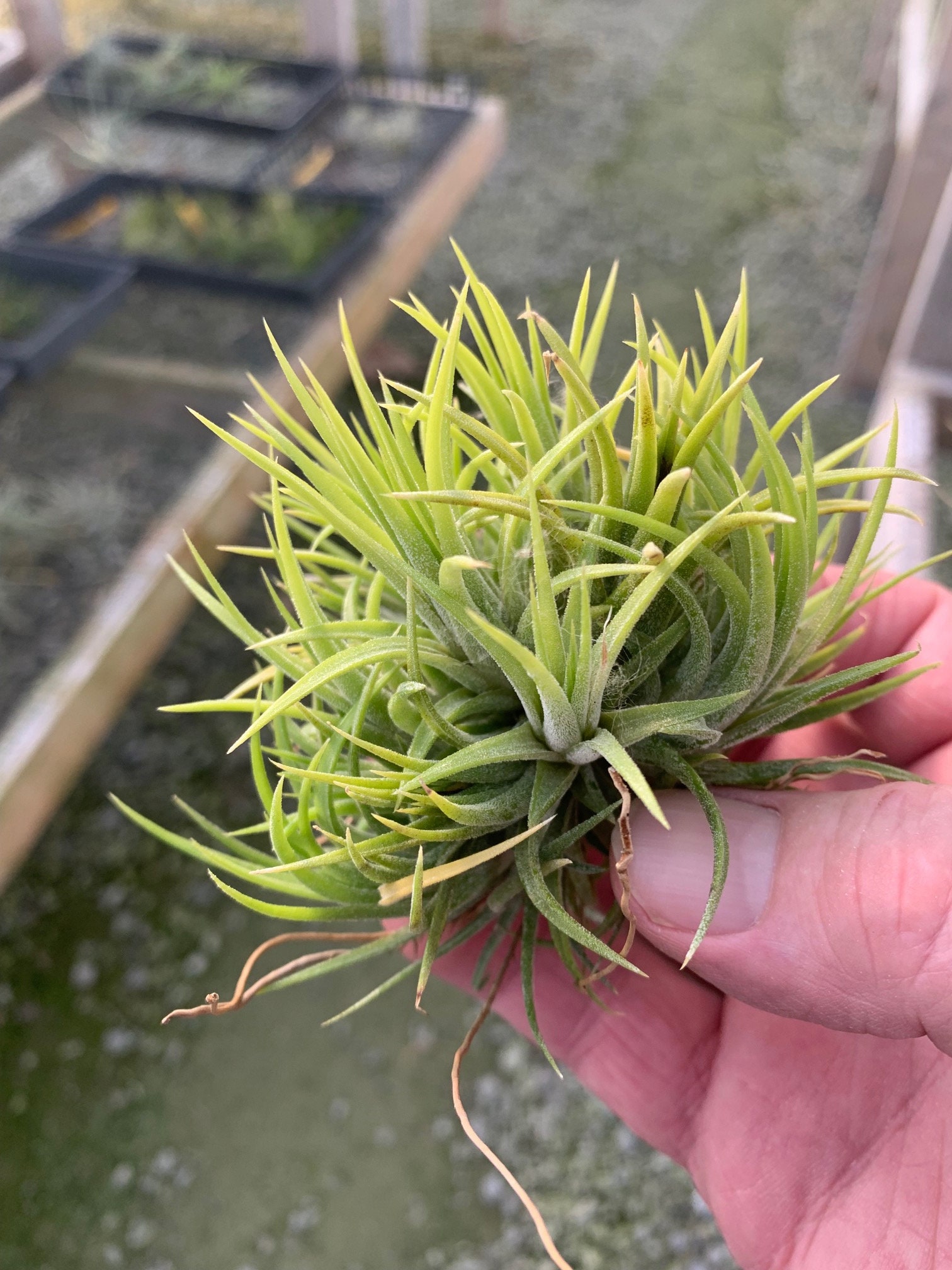 Tillandsia Ionantha 