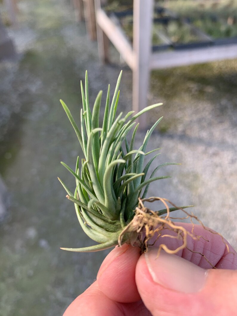 Tillandsia tenuifolia Bronze Tip image 3