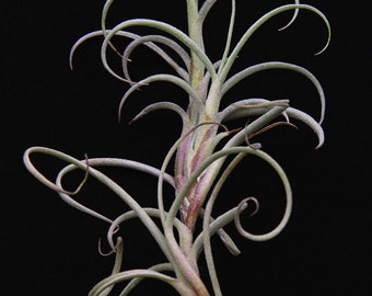 Airplant/Tillandsia crocata-Giant Form-Beautiful Yellow Fragrant Flowers When Blooming