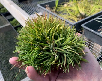 Tillandsia ionantha "Crested Form"- Giant Specimen