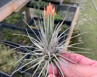 Tillandsia plumosa- Beautiful Mexican Species