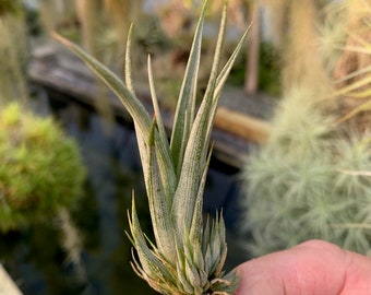 Tillandsia tehuacana- Small Single Plants