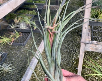 Tillandsia streptophylla x psuedobaileyi- Large Plant in Bud