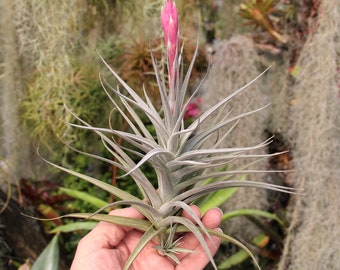 Tillandsia purpurea x Purple