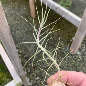 Tillandsia caerulea-Fragrant Species image 1