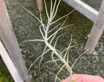 Tillandsia caerulea-Fragrant Species