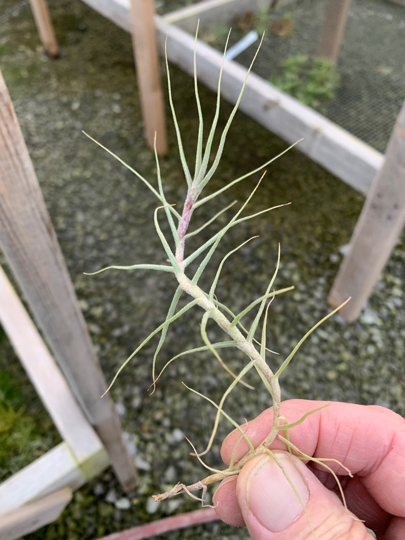 Tillandsia caerulea-Fragrant Species image 1