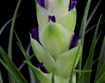 Tillandsia stricta "Silver Star"- Silvery Green Leaves with Light Pink Flowers