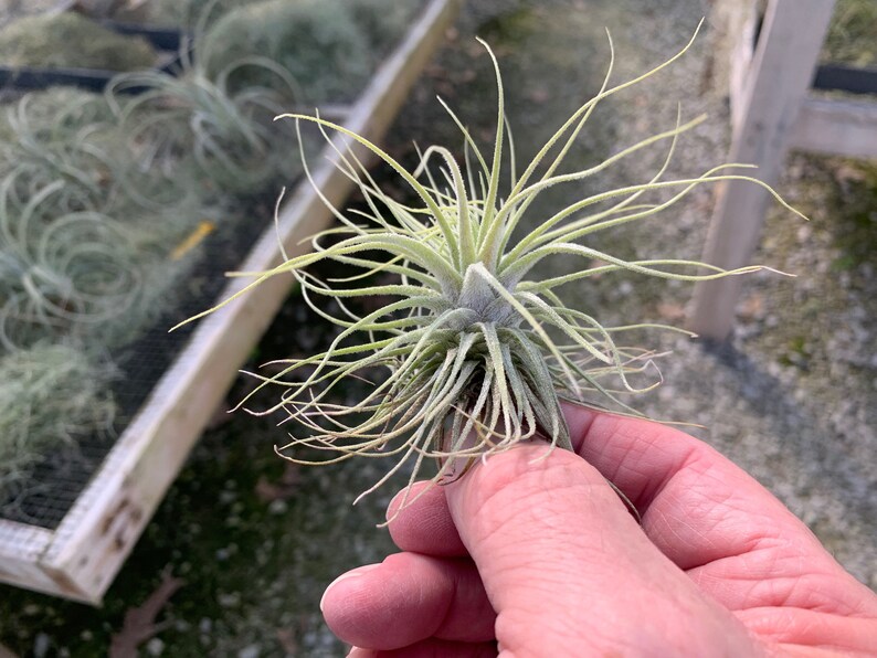 Tillandsia magnusiana image 4