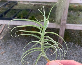 Tillandsia paleacea x tectorum