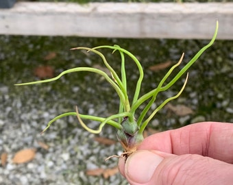 Tillandsia bulbosa-"Mini Brazil"- Single Plants
