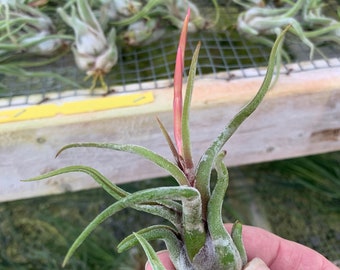 Tillandsia caput-medusae- Single Small Plants