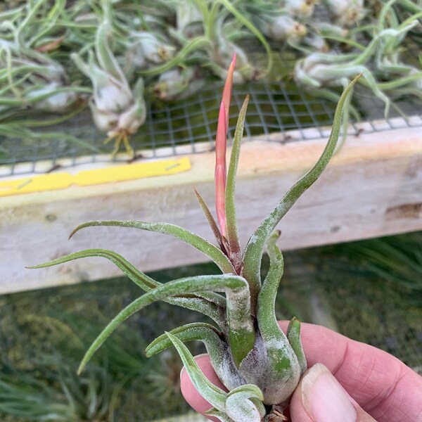 Tillandsia caput-medusae- Single Small Plants