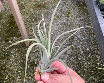 Tillandsia concolor x paucifolia- Medium Plants