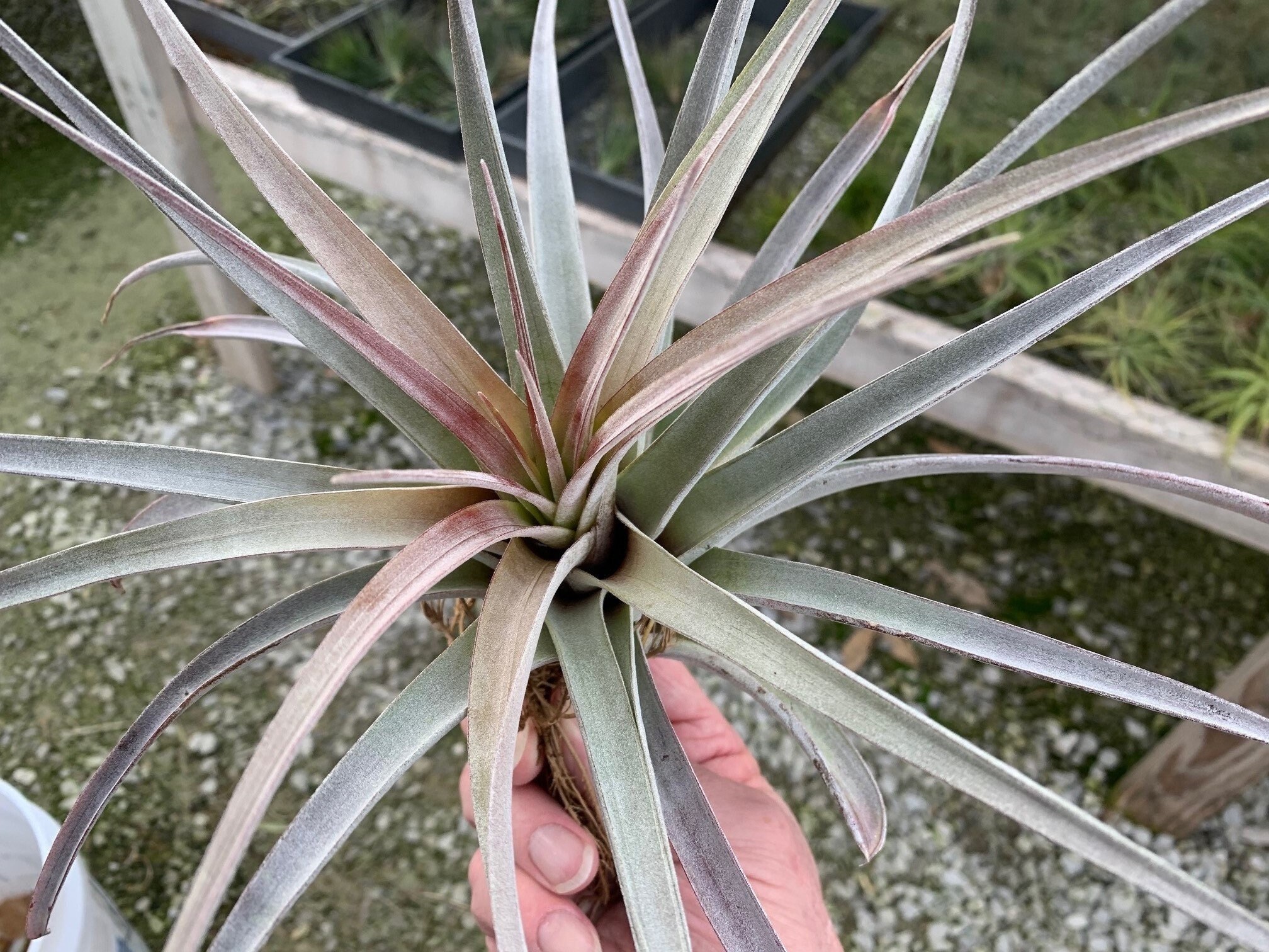 チランジア スーパースティーブ（Tillandsia Steve - (T. chiapensis x 