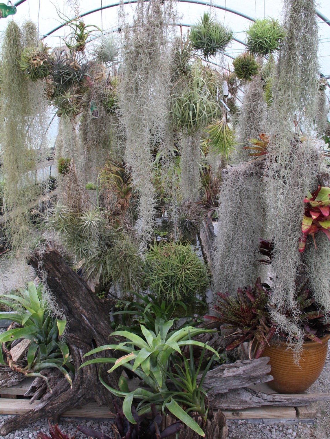 Airplant/Tillandsia nana Single Plants or Small Clusters | Etsy