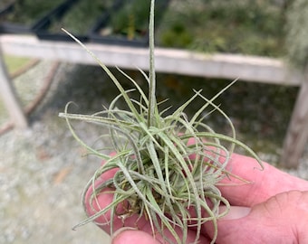 Tillandsia macbrideana x paleacea