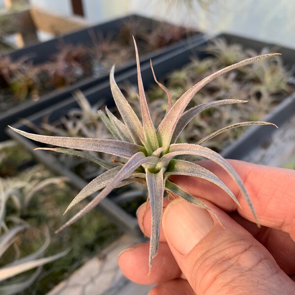 Tillandsia chiapensis- Small Plants