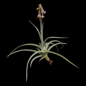 Tillandsia  "Inca Gold"-Fragrant Species