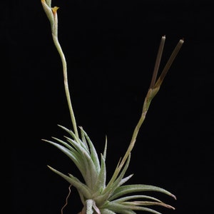 Tillandsia loliacea-Cute Miniature Species with Tiny Yellowish Flowers