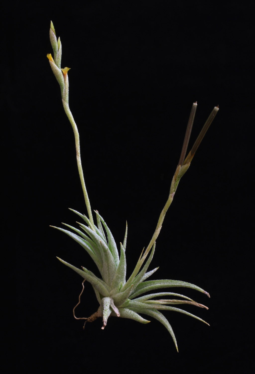 タ*ゥ様 T.loliacea Compact Good Clone SEEDL il_fullxfull.460564210_rkae.jpg