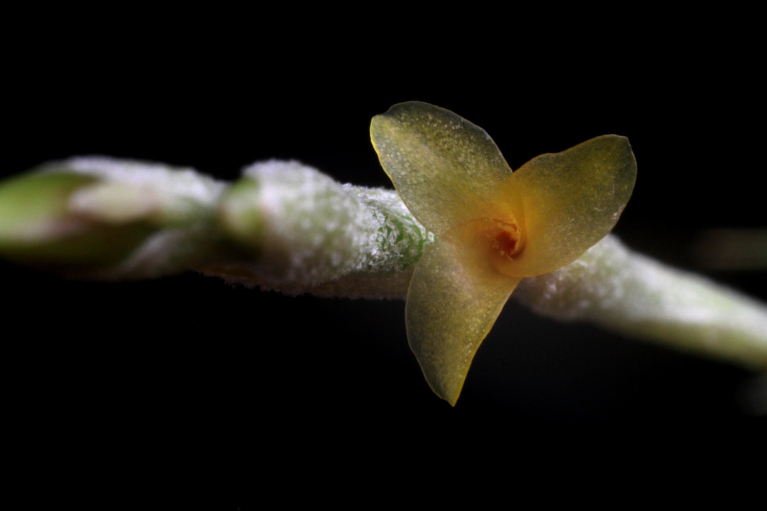 タ*ゥ様 T.loliacea Compact Good Clone SEEDL Tillandsia Loliacea-cute Miniature Species With Tiny