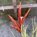 see more listings in the Tillandsia Espèce-T-Z section