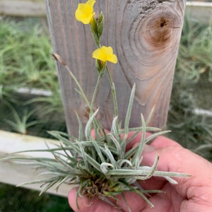 Tillandsia crocata-Fragrant Species clumps image 1