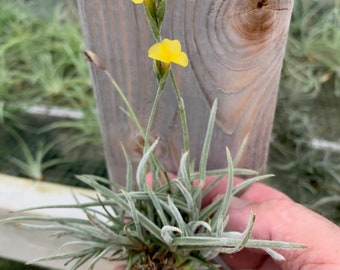 Tillandsia crocata-Fragrant Species- clumps