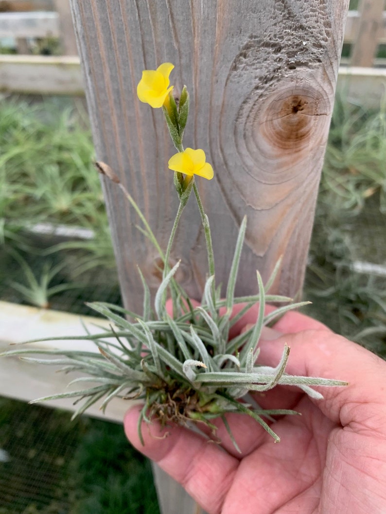 Tillandsia crocata-Fragrant Species clumps image 1