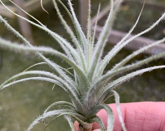 Tillandsia tectorum- Single Small Plants