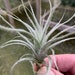 see more listings in the Tillandsia Species-T-Z section