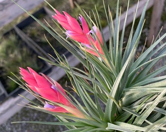 Tillandsia stricta "Fay Gray"- Single and Double plants