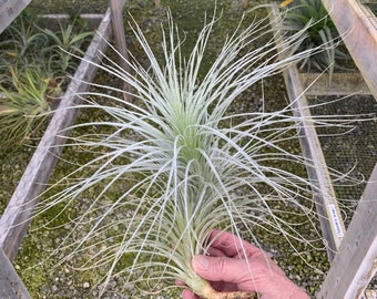 Tillandsia tectorum- Extra Large Specimen Plant