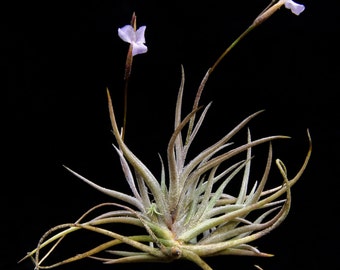 Tillandsia bandensis - Espèce miniature intéressante