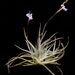 see more listings in the Tillandsia Species-A-G section