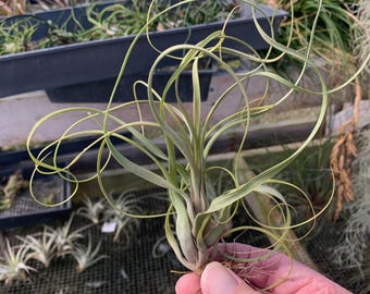 Tillandsia balbisiana- Large Plants