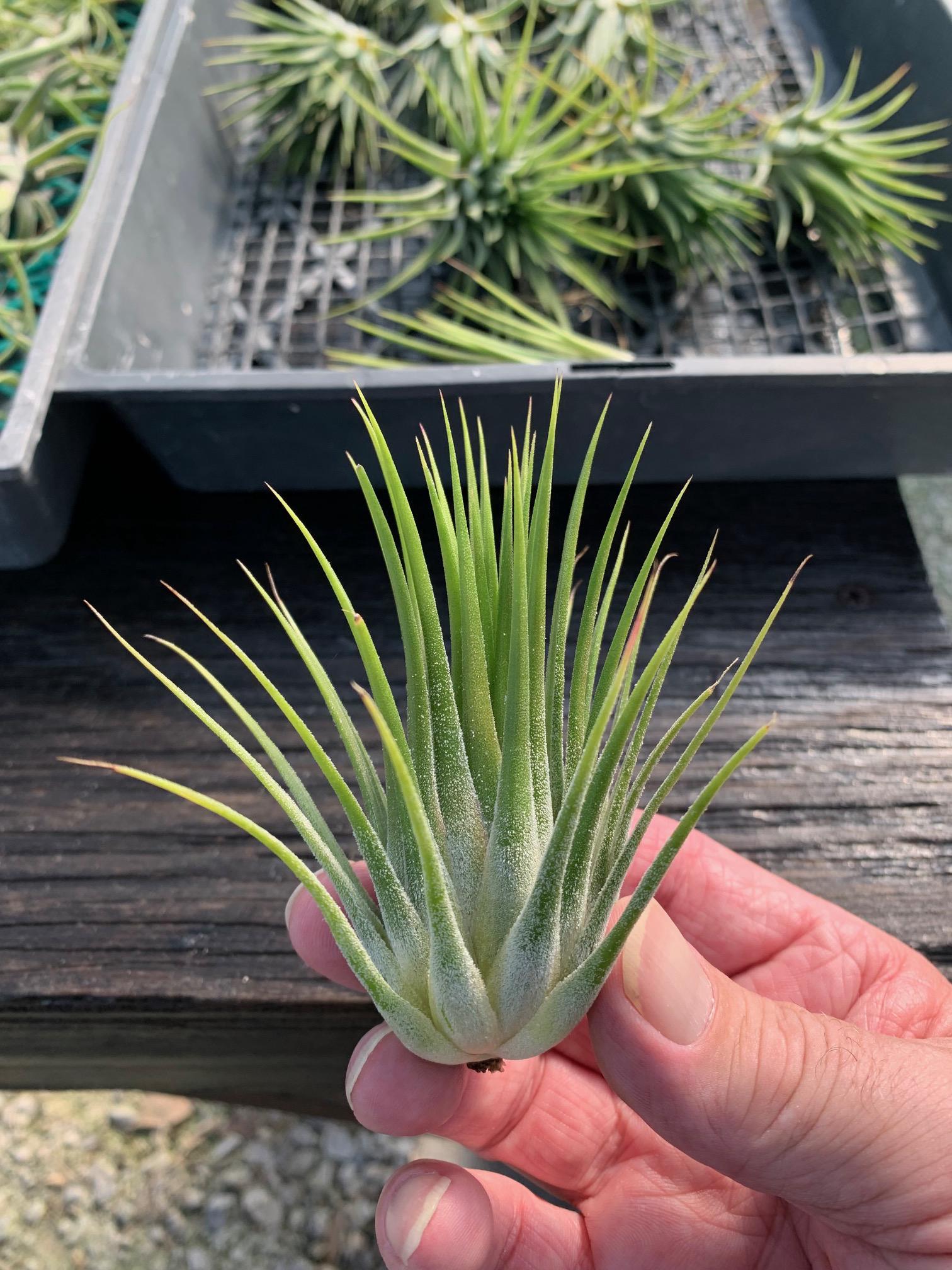 ◆　チランジア　◆　ionantha 'Albomarginata' イオナンタ・アルボマージナータ　　 チランジア・イオナンタ・アルボマルギナータ（アルボマージナータ
