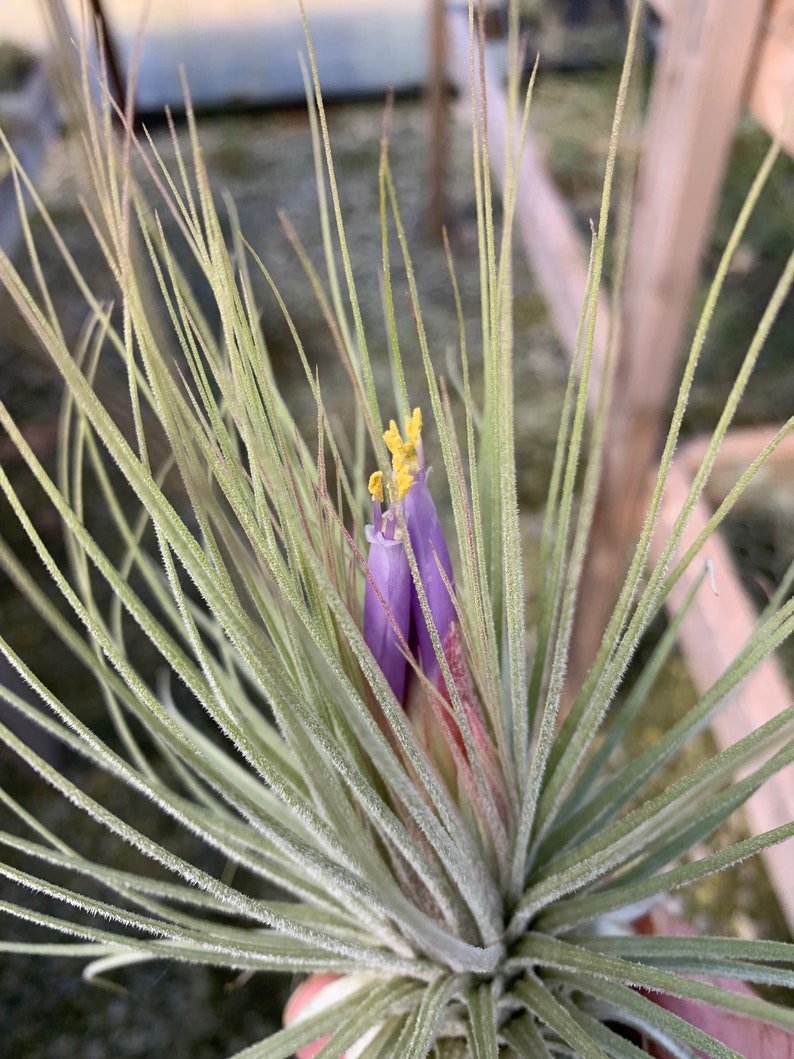 Tillandsia magnusiana image 6